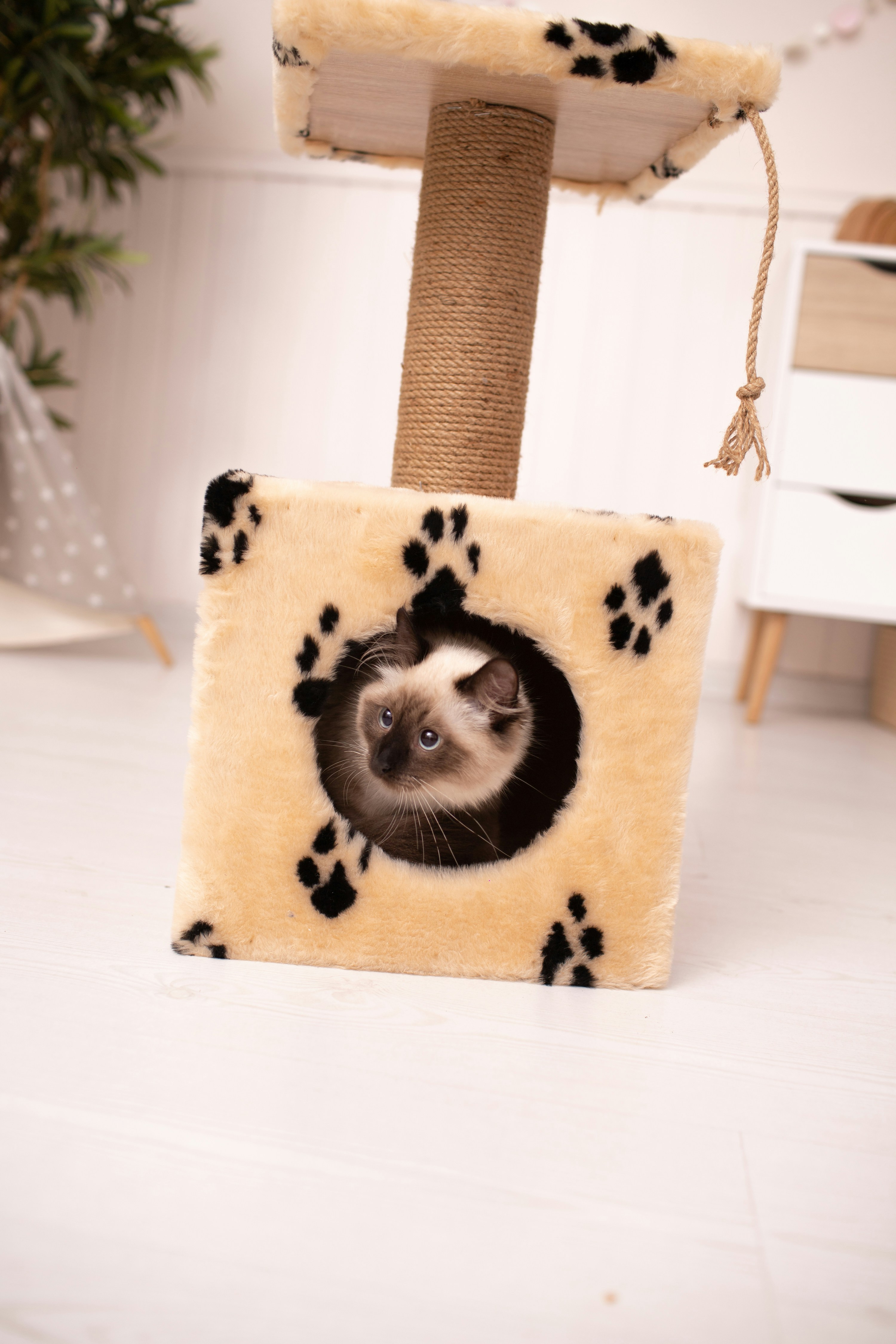 a cat in a cat tree with paw prints