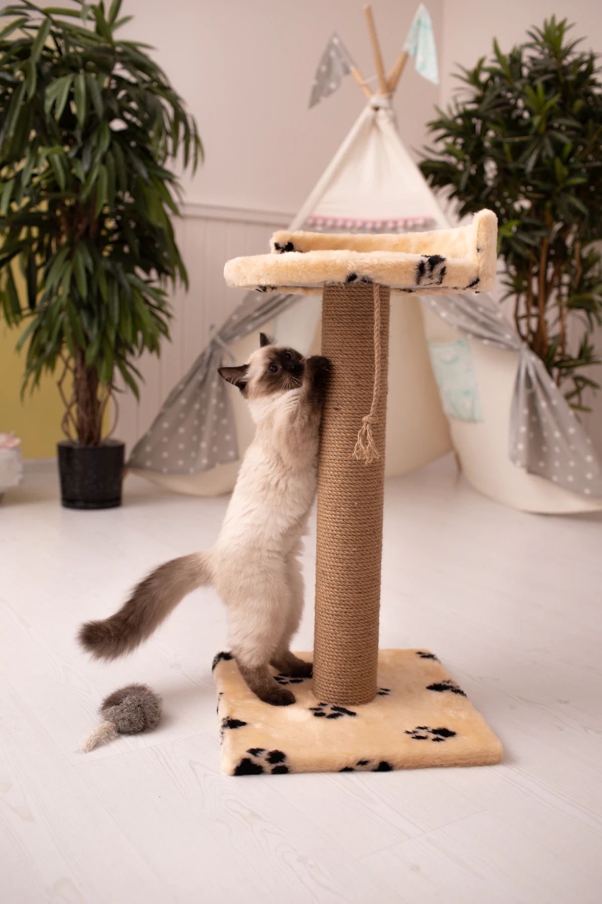 Gatto che gioca con un tiragraffi in una stanza