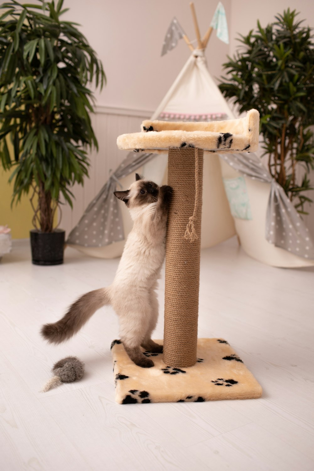 Un gato jugando con un poste de rascado en una habitación
