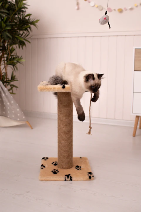Gato subindo num arranhador numa sala clara