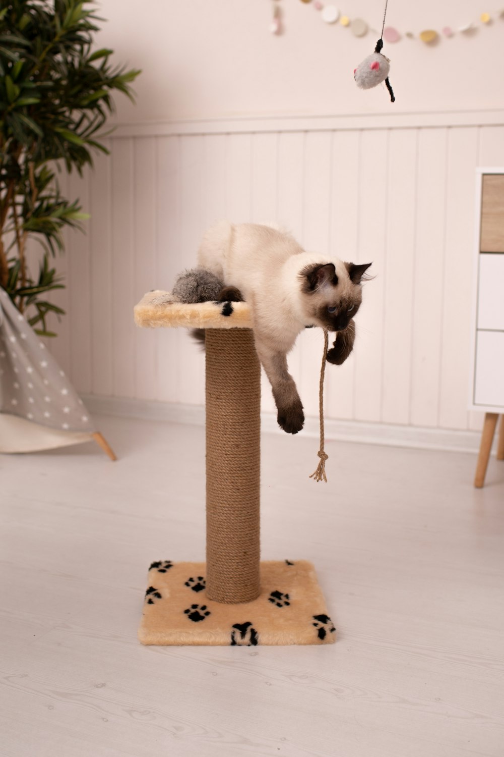 a cat is playing on a cat tree