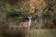A gentle deer standing amid autumn leaves, bathed in warm light from a sho film scene.