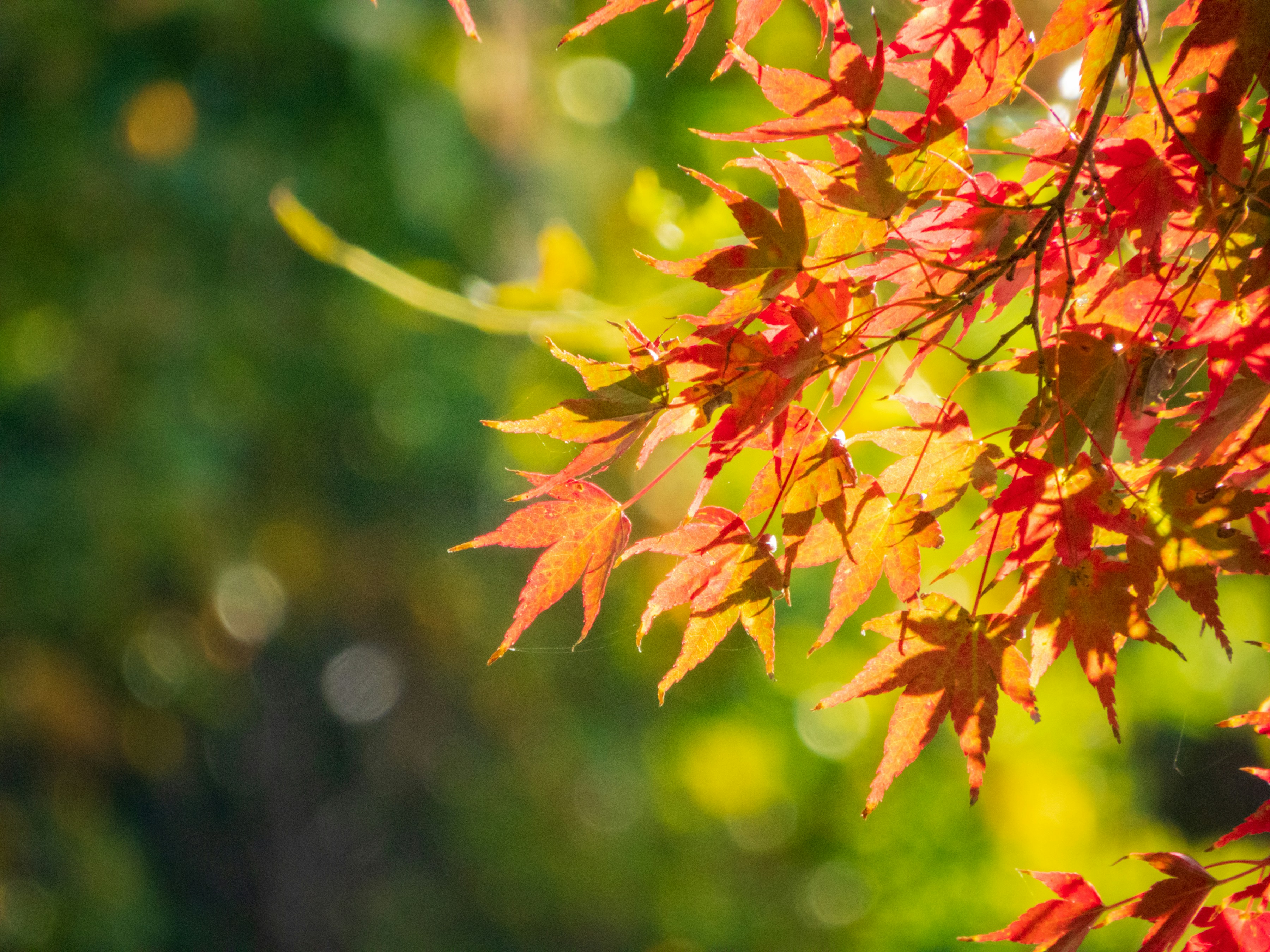 Photo by heppoko_yama