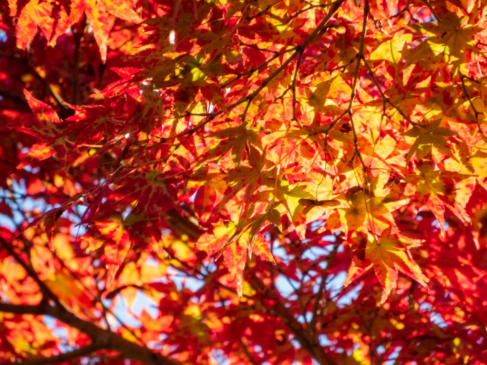 a close up of a tree with red leaves