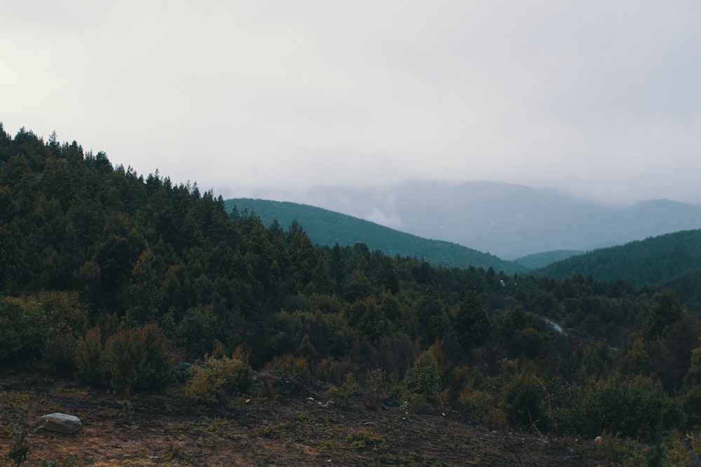 a view of a forest with mountains in the background