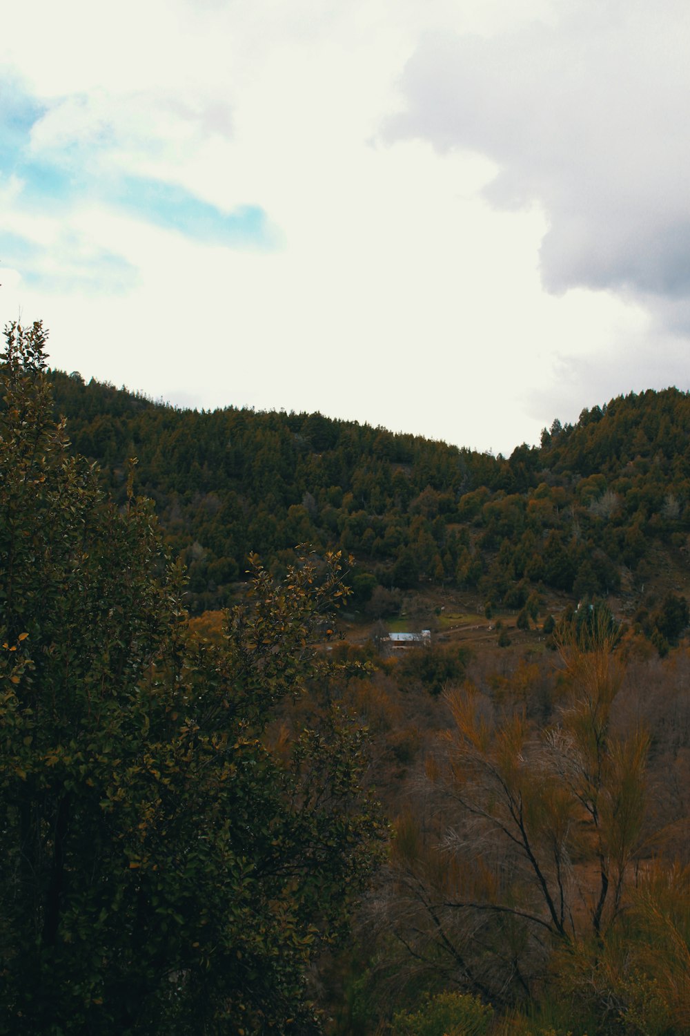 a view of a hill with trees in the foreground