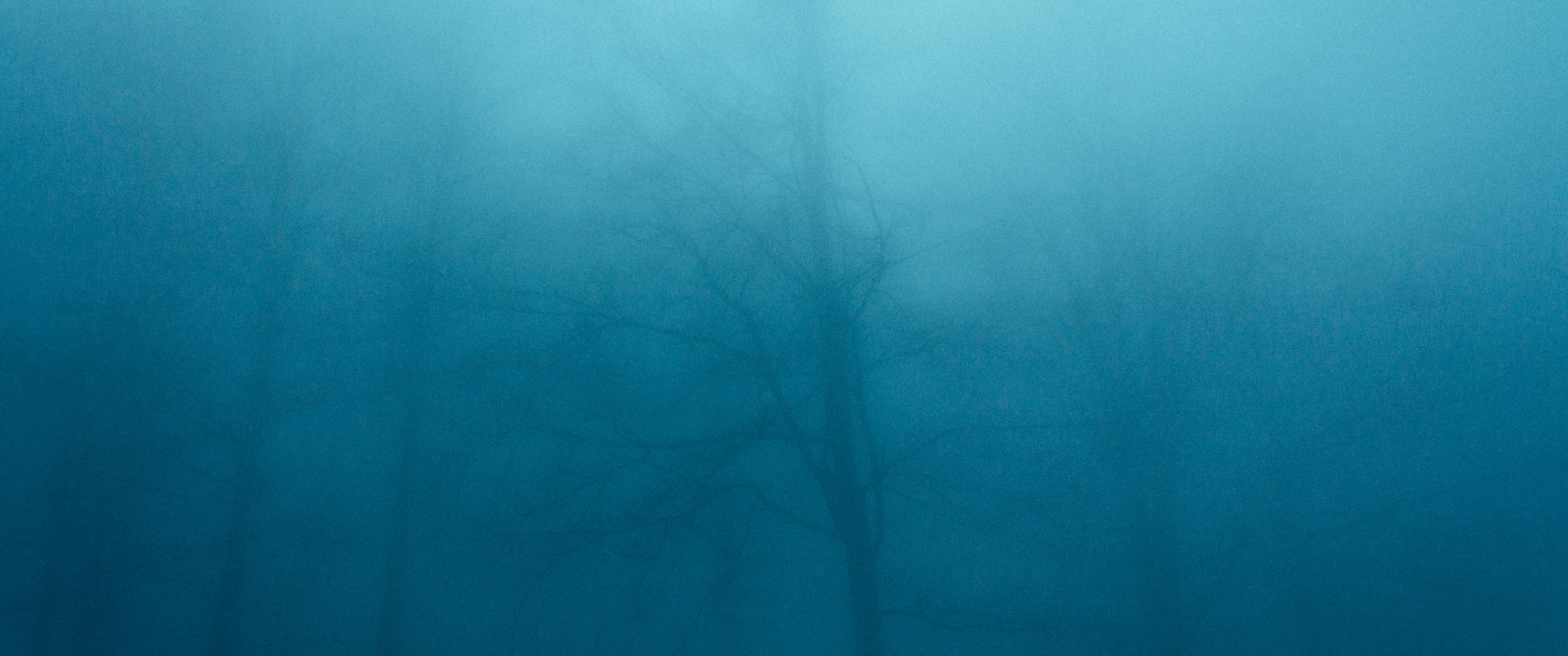 a tree in the middle of a foggy forest