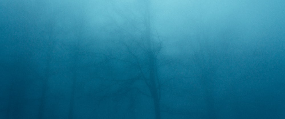 a tree in the middle of a foggy forest