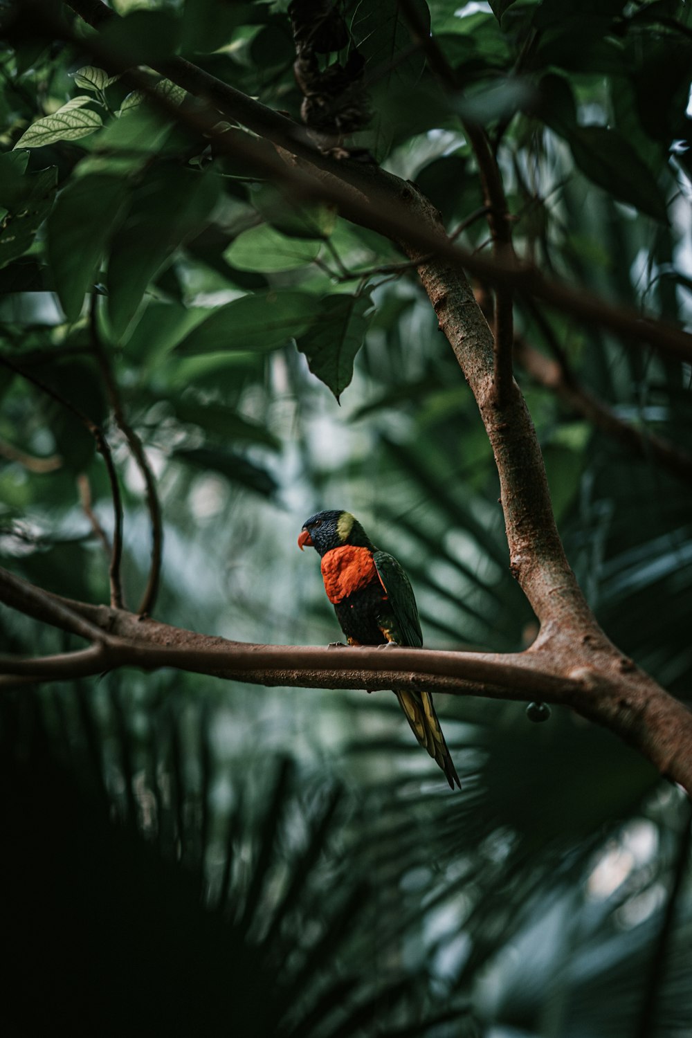 a colorful bird perched on a tree branch