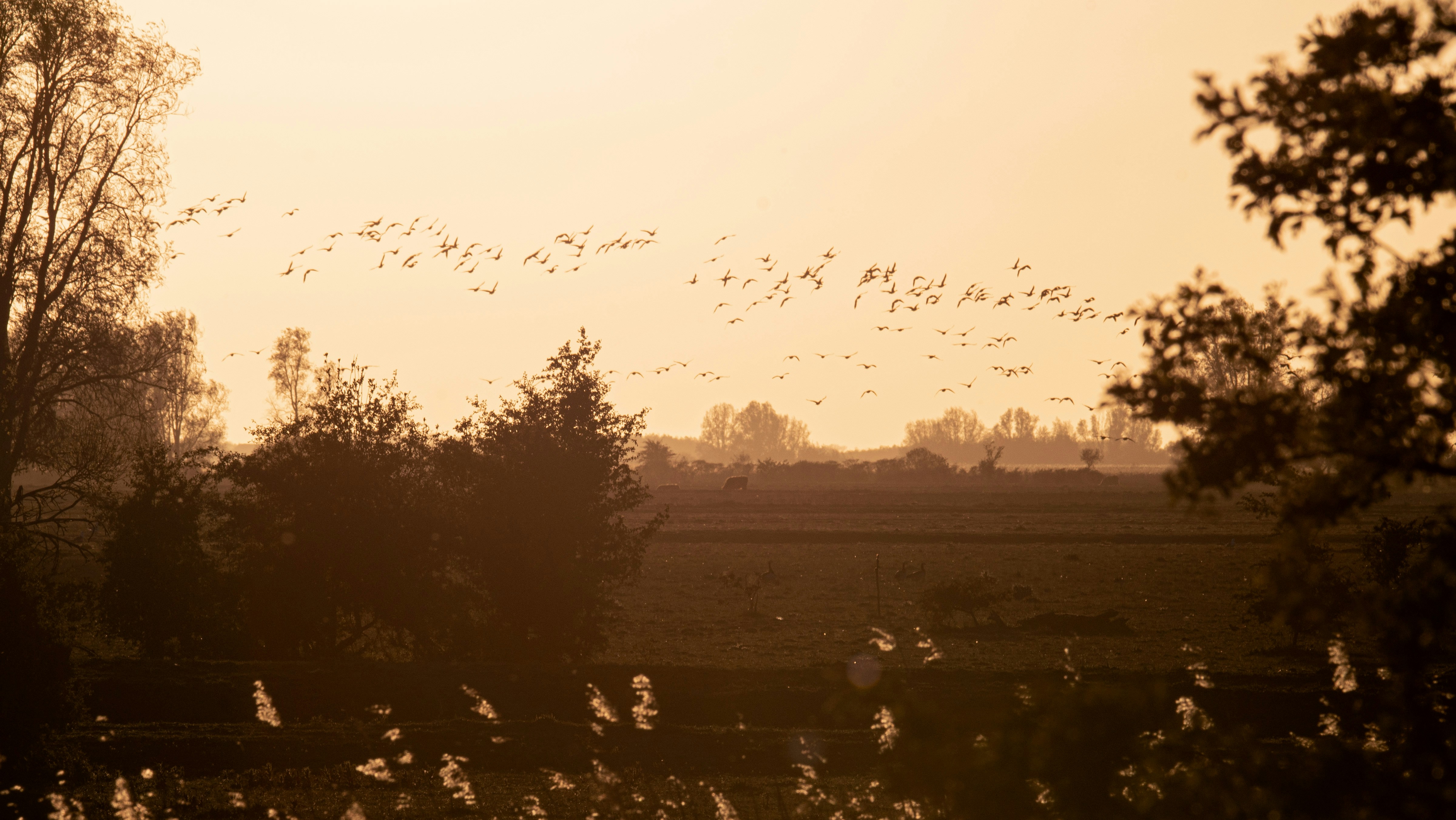 a flock of birds flying over a lush green field