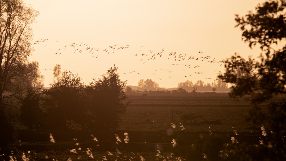 a flock of birds flying over a lush green field