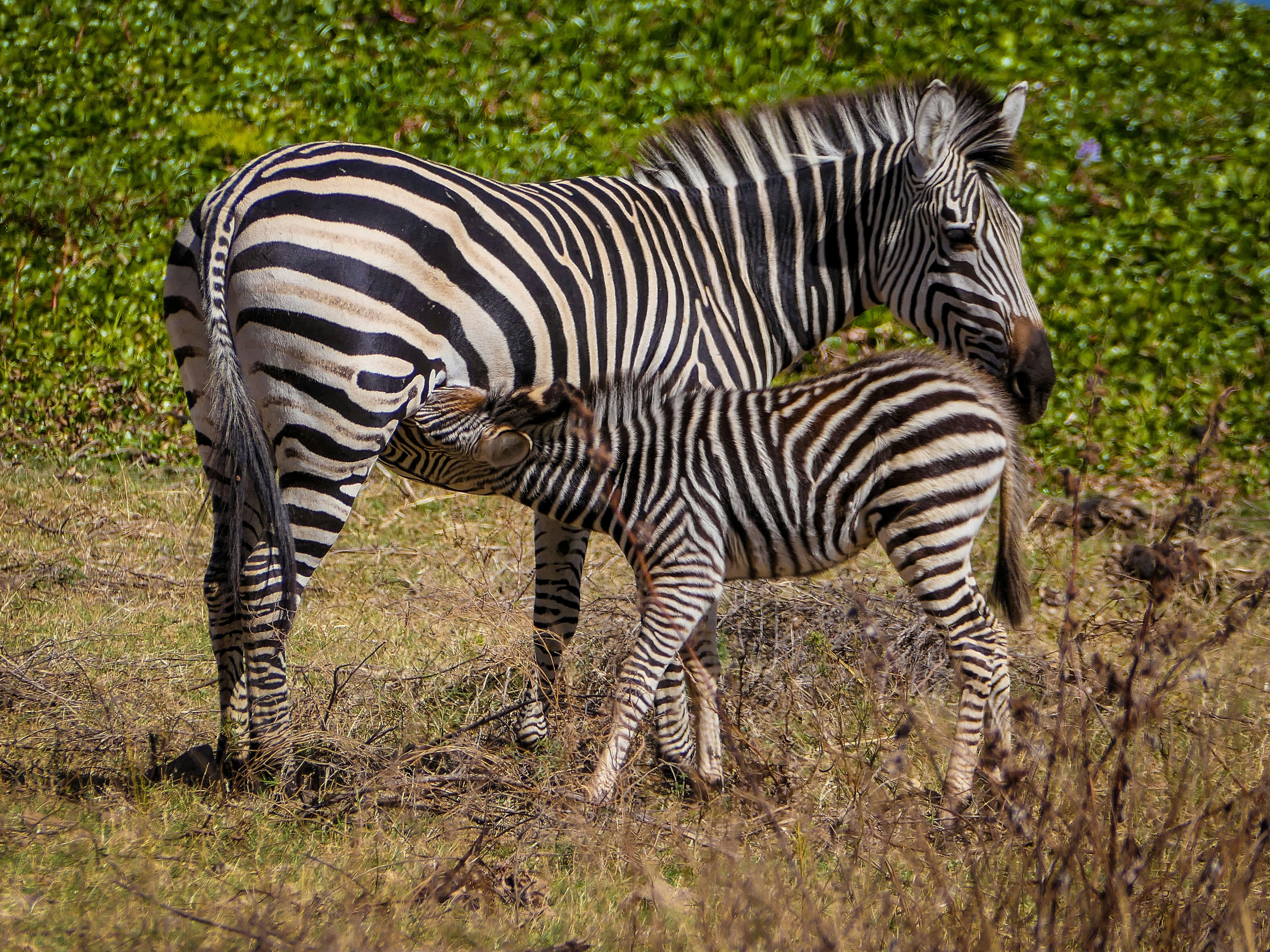 Photo by beauty_van_stam