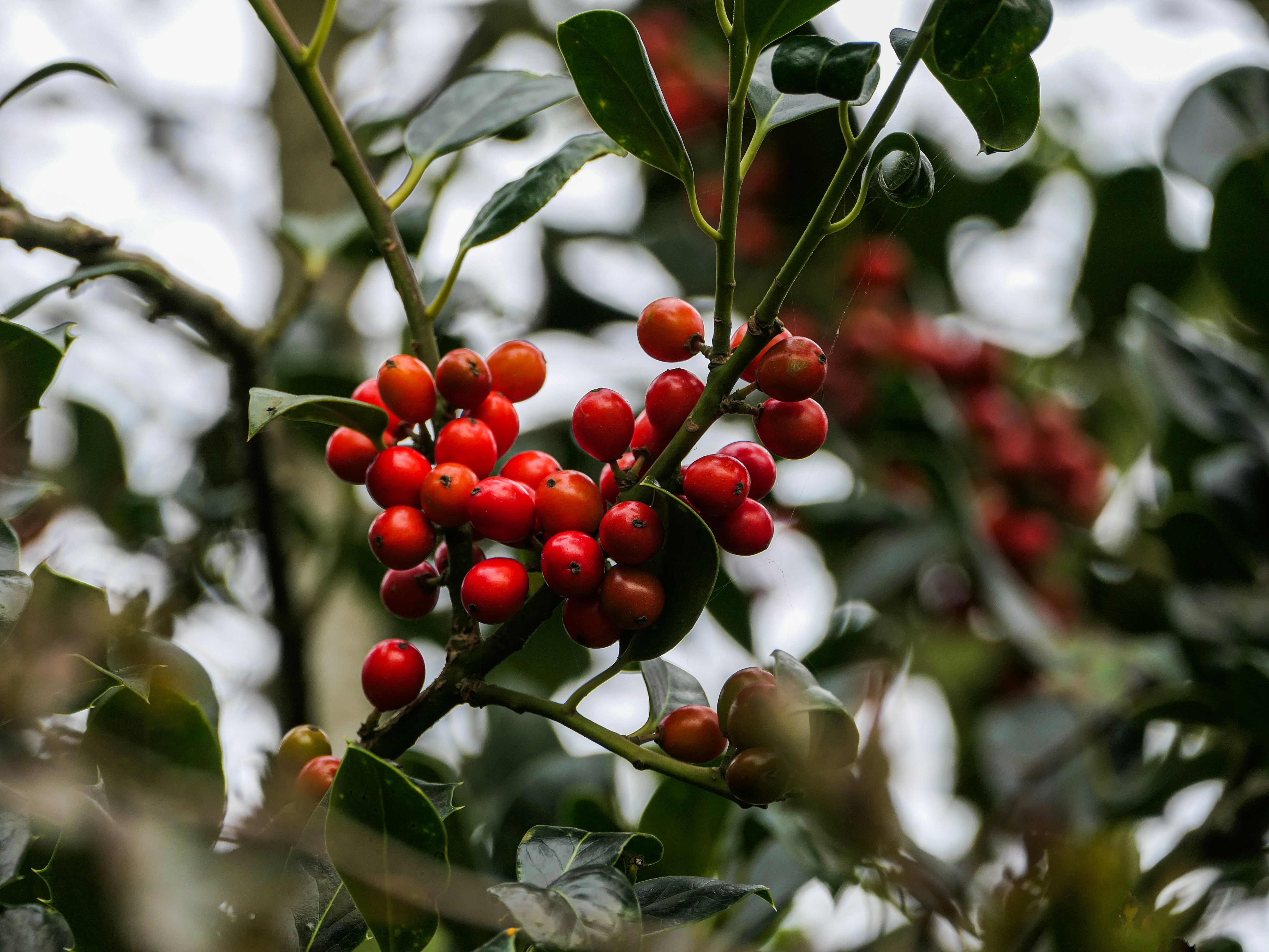 Photo by beauty_van_stam