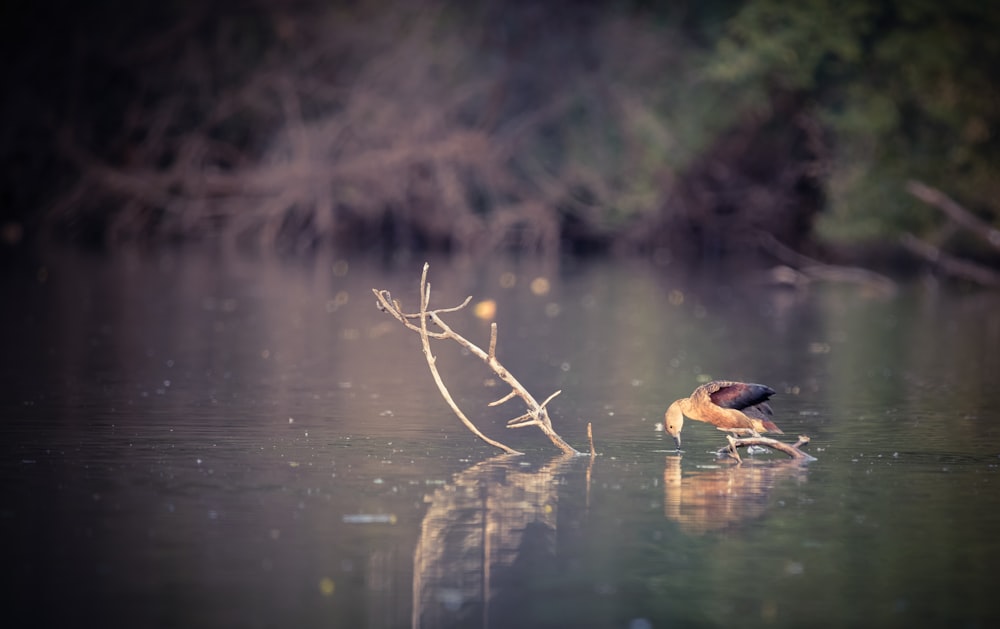 a bird sitting on a branch in the water