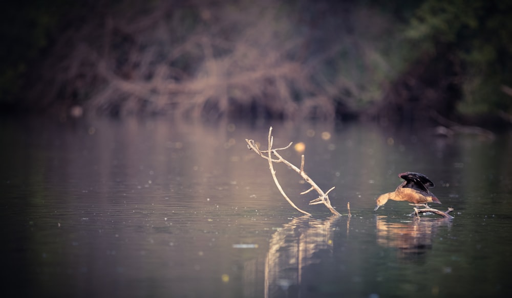 a bird swimming in water next to a body of water