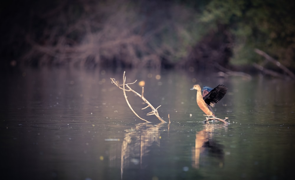 a bird sitting on a branch in a body of water