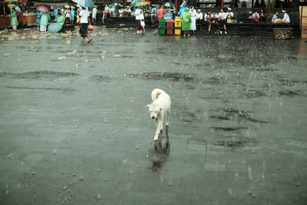 Ein weißer Hund läuft im Regen