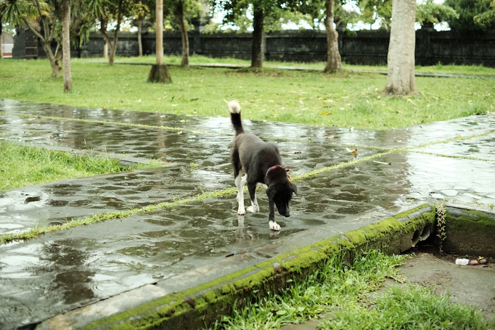 a black and white dog standing on top of a wet ground