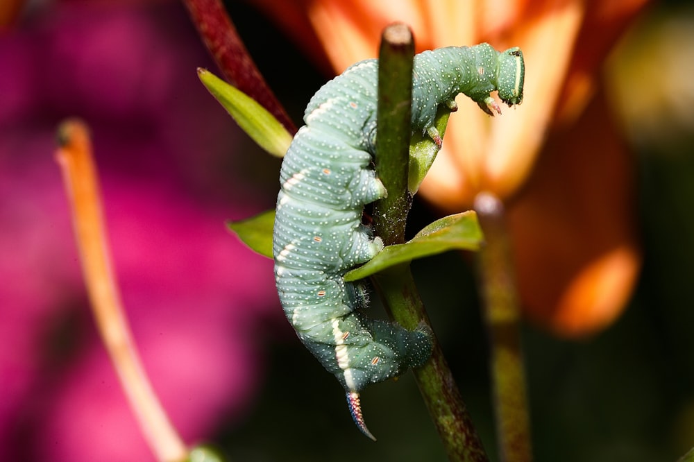 a green caterpillar sitting on top of a green plant