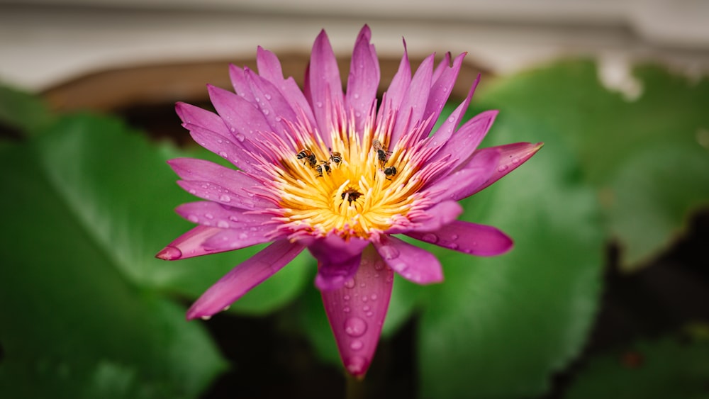 a purple flower with a yellow center surrounded by green leaves