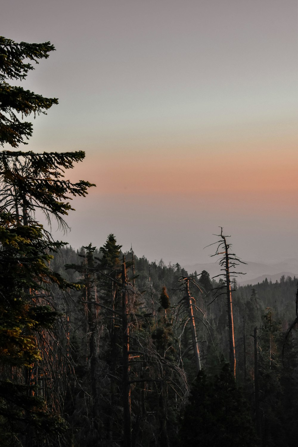 the sun is setting in the distance over a forest