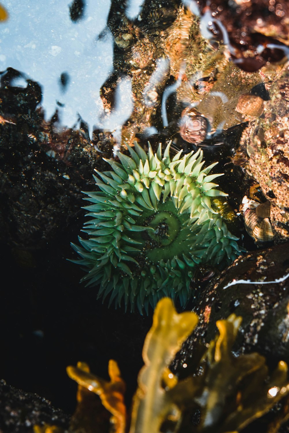a sea urchin sitting on top of a rocky beach