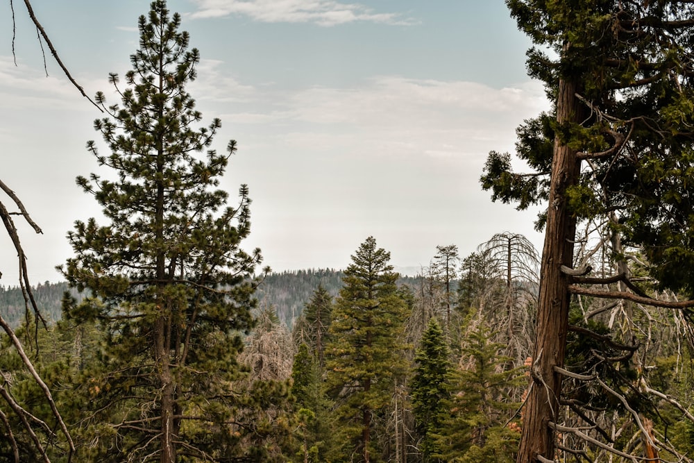 a forest filled with lots of tall pine trees