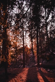 the sun is shining through the trees in the forest