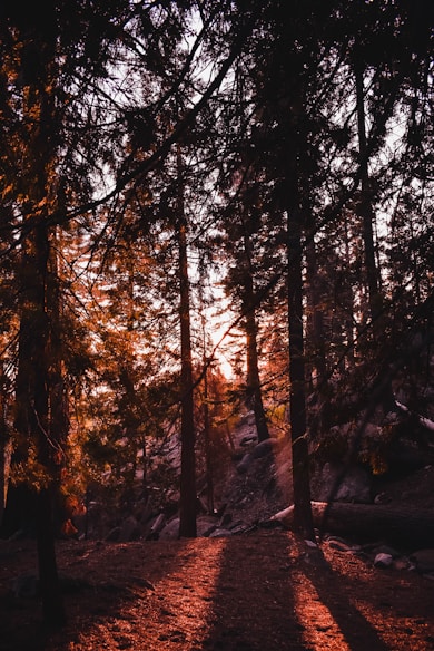 the sun is shining through the trees in the forest