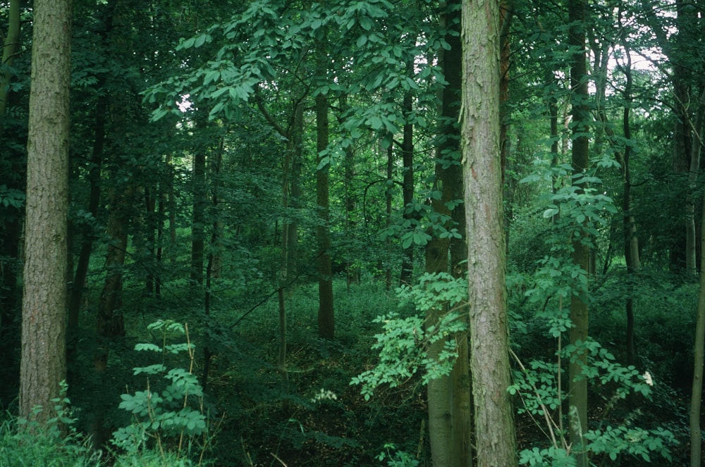 a forest filled with lots of tall trees