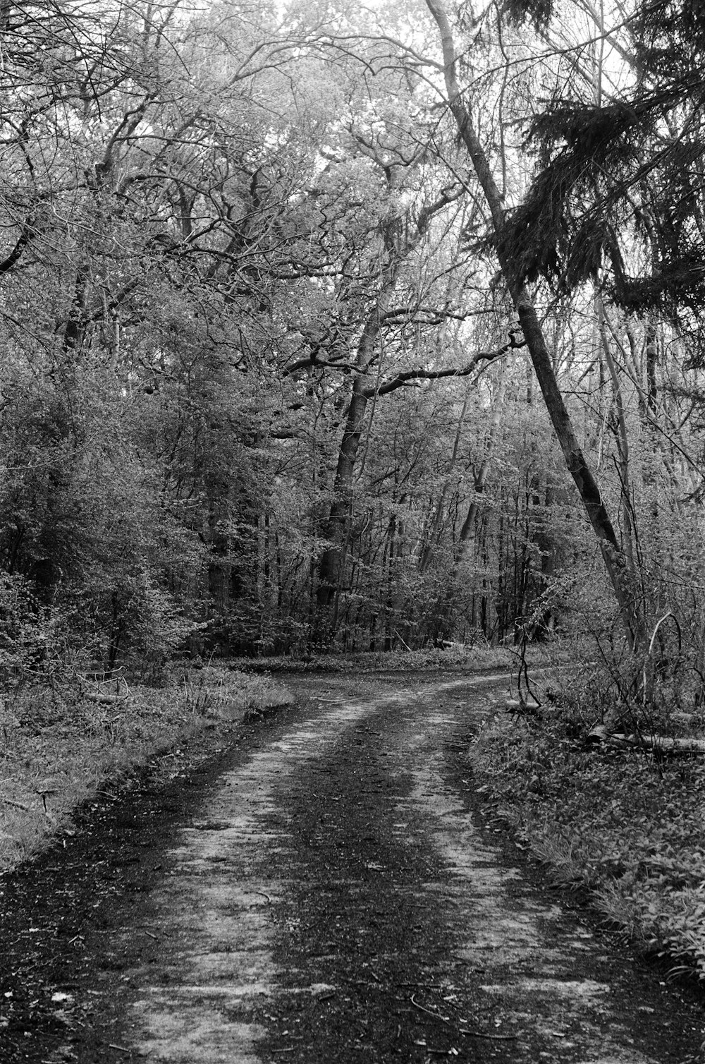 a black and white photo of a dirt road in the woods