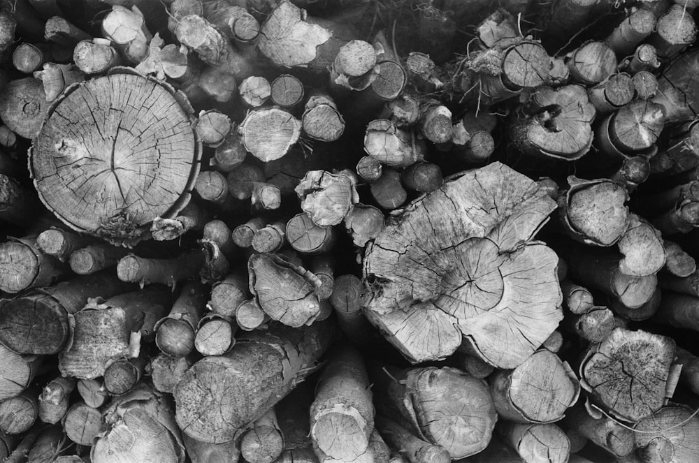 black and white photograph of a pile of logs