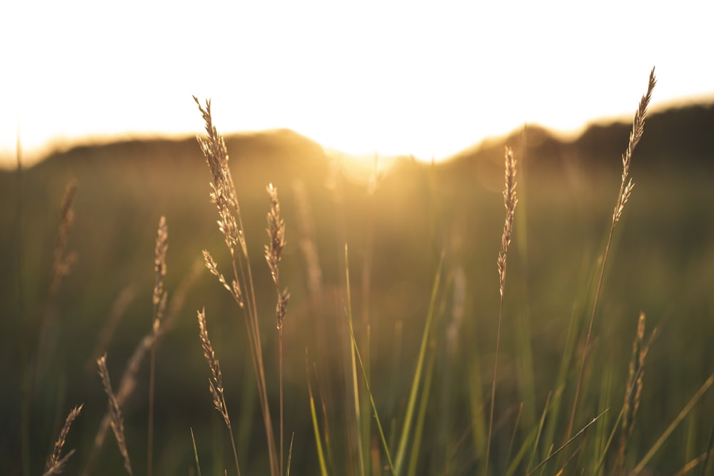 a grassy field with the sun setting in the background