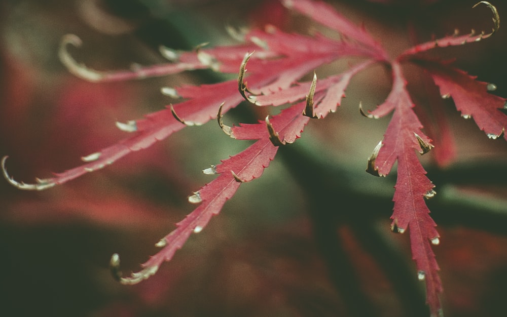a red leaf with drops of water on it
