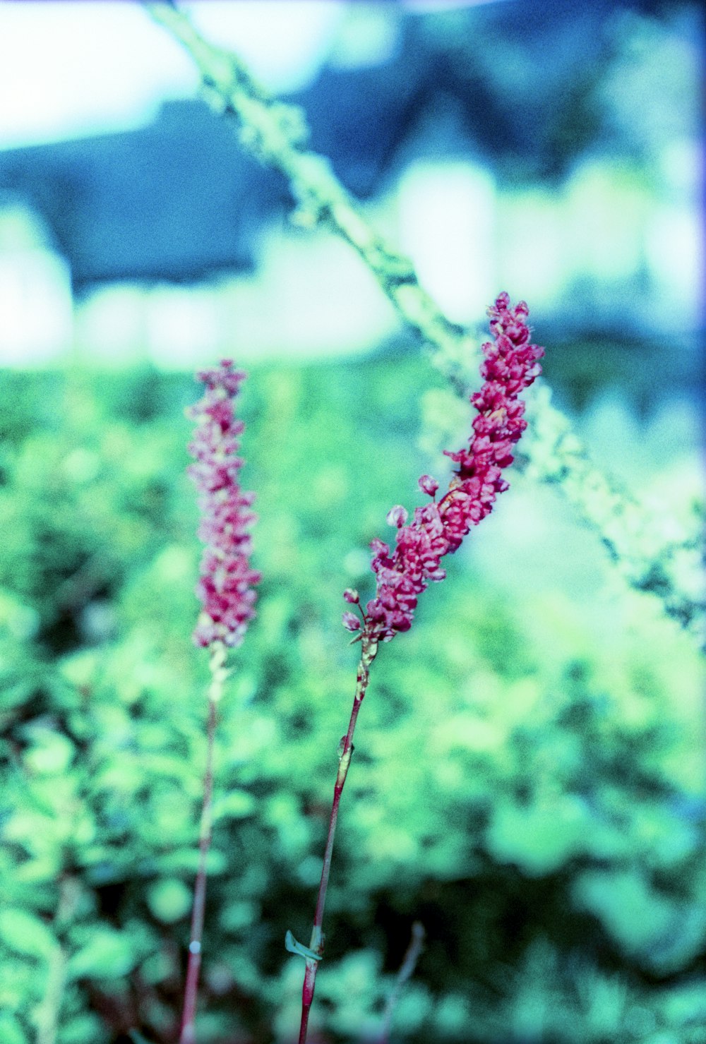 a close up of a plant with pink flowers