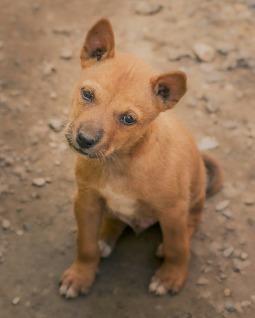 Sunny Puppy Buddy