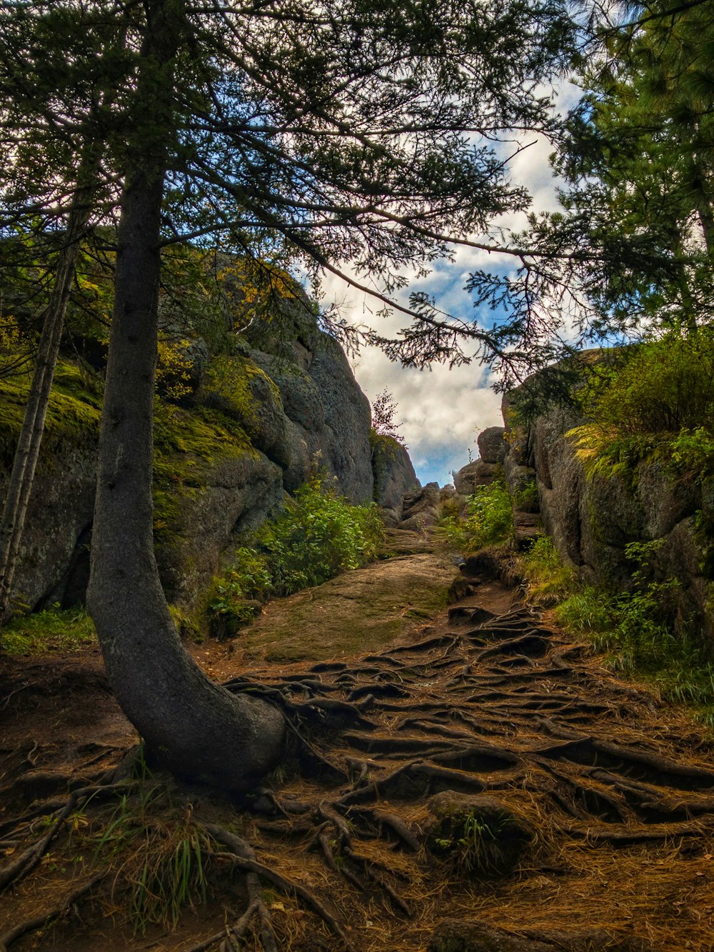 a dirt path with a tree on the side of it