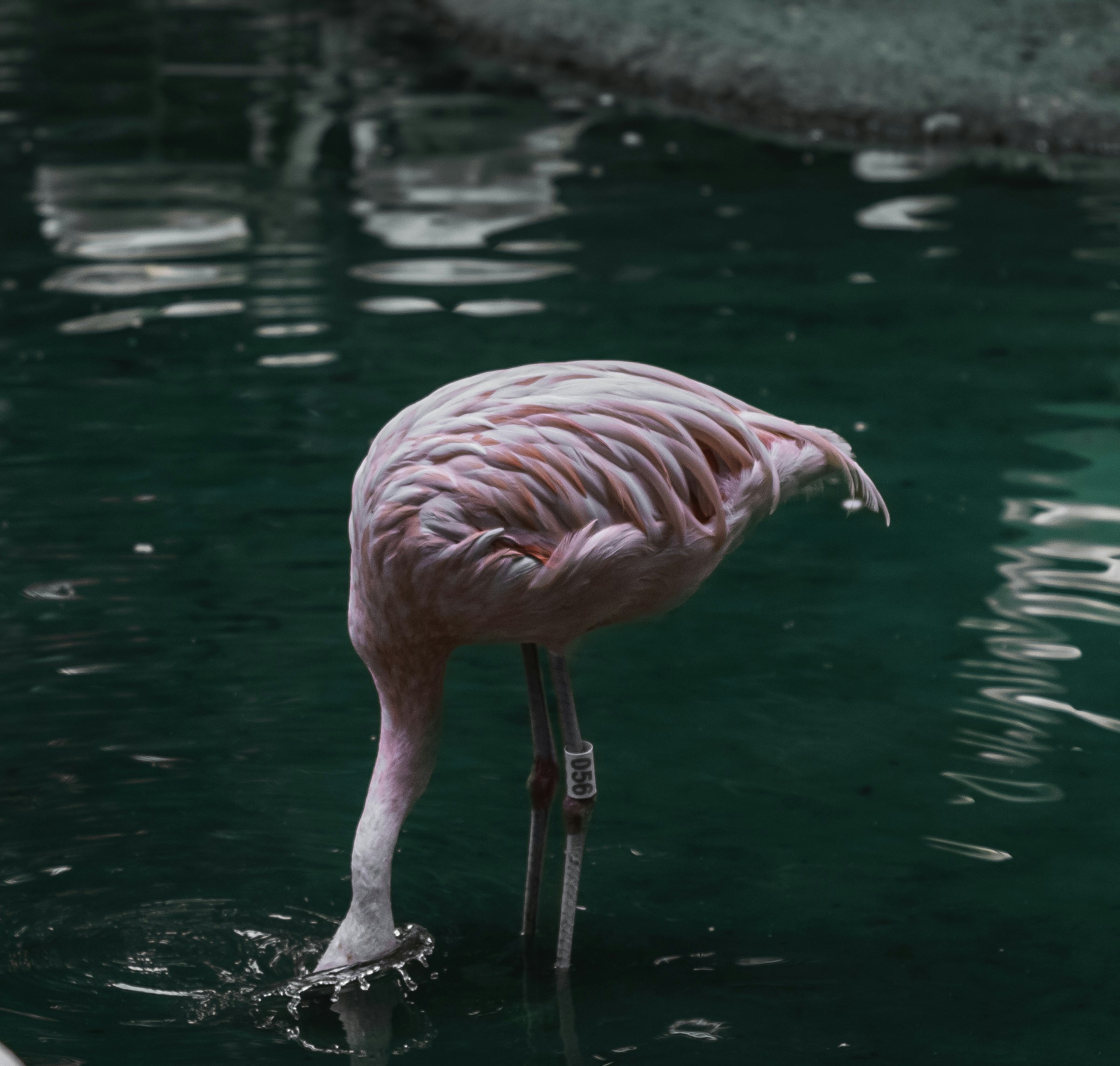 Photo by gabrieluizramos