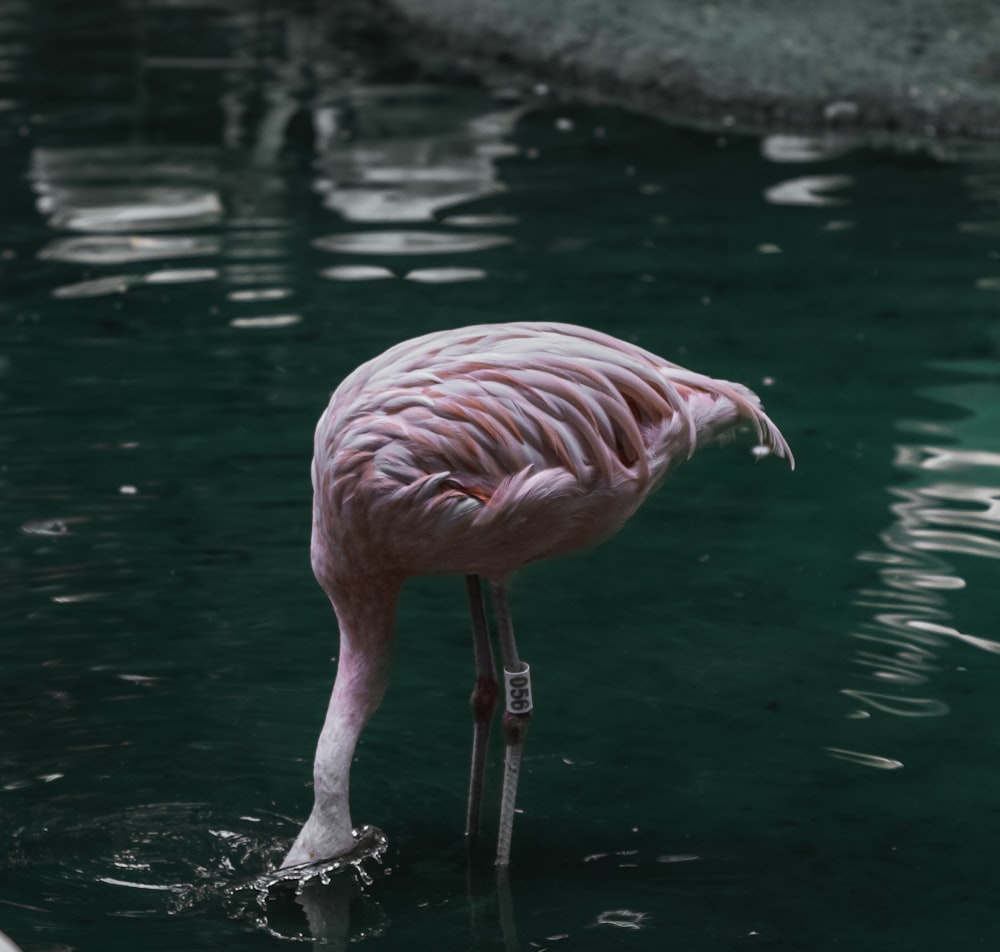 Un fenicottero rosa in piedi in uno specchio d'acqua
