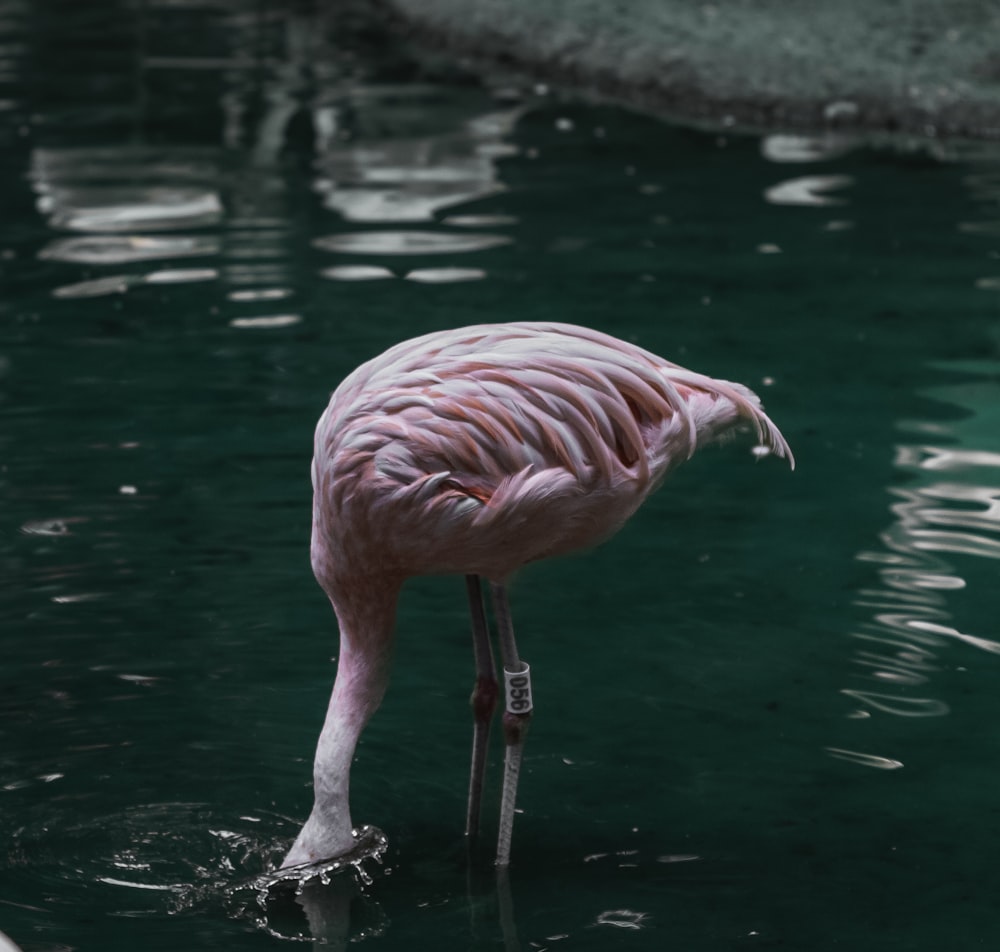 a pink flamingo standing in a body of water