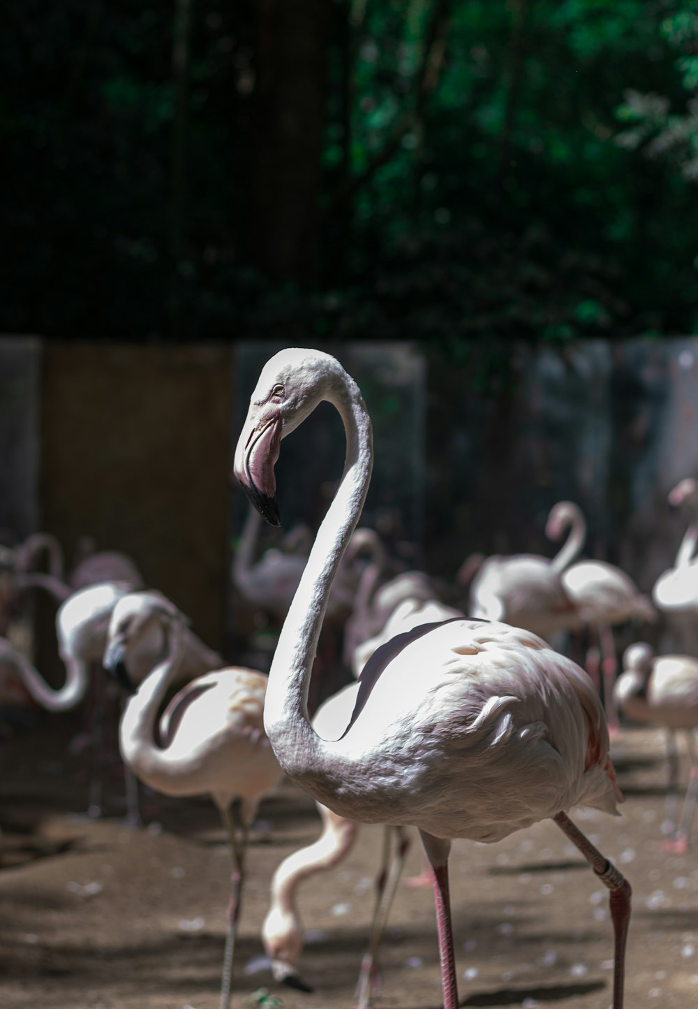 a group of flamingos standing around in the dirt