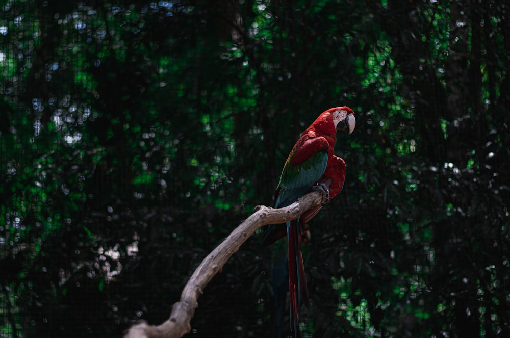 a red and green parrot sitting on top of a tree branch