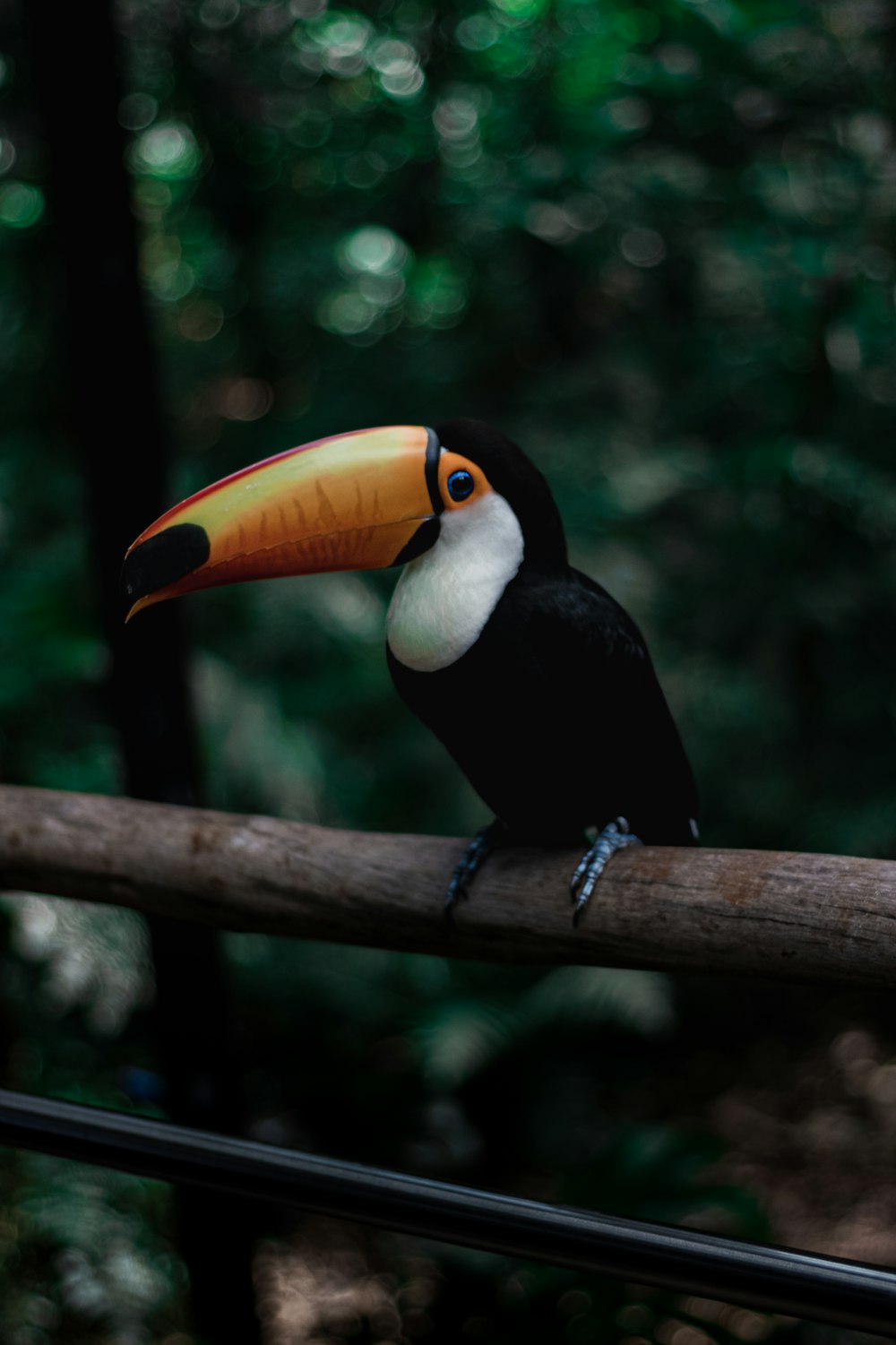 a toucan sitting on a branch in a forest