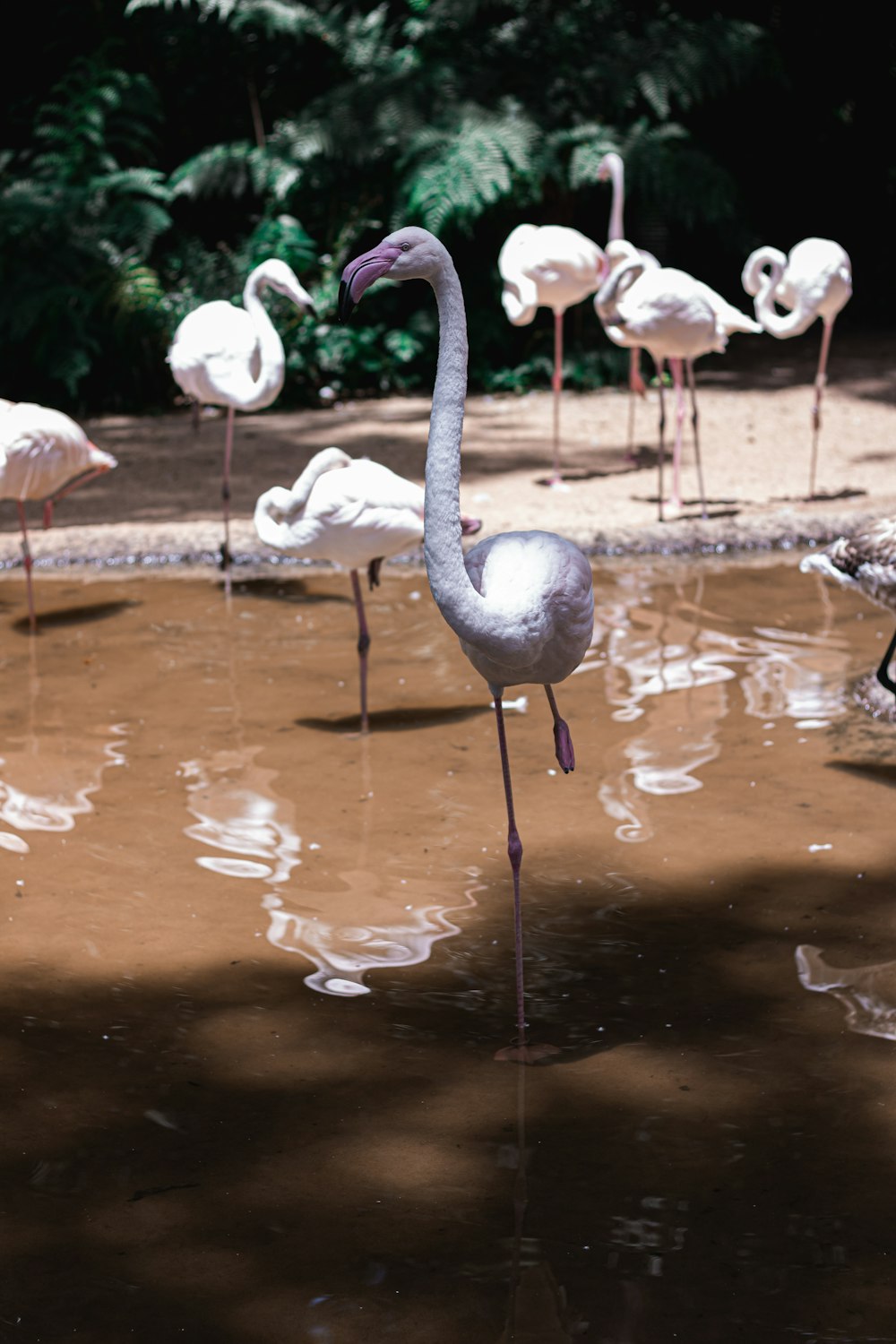 a group of flamingos standing in a pool of water