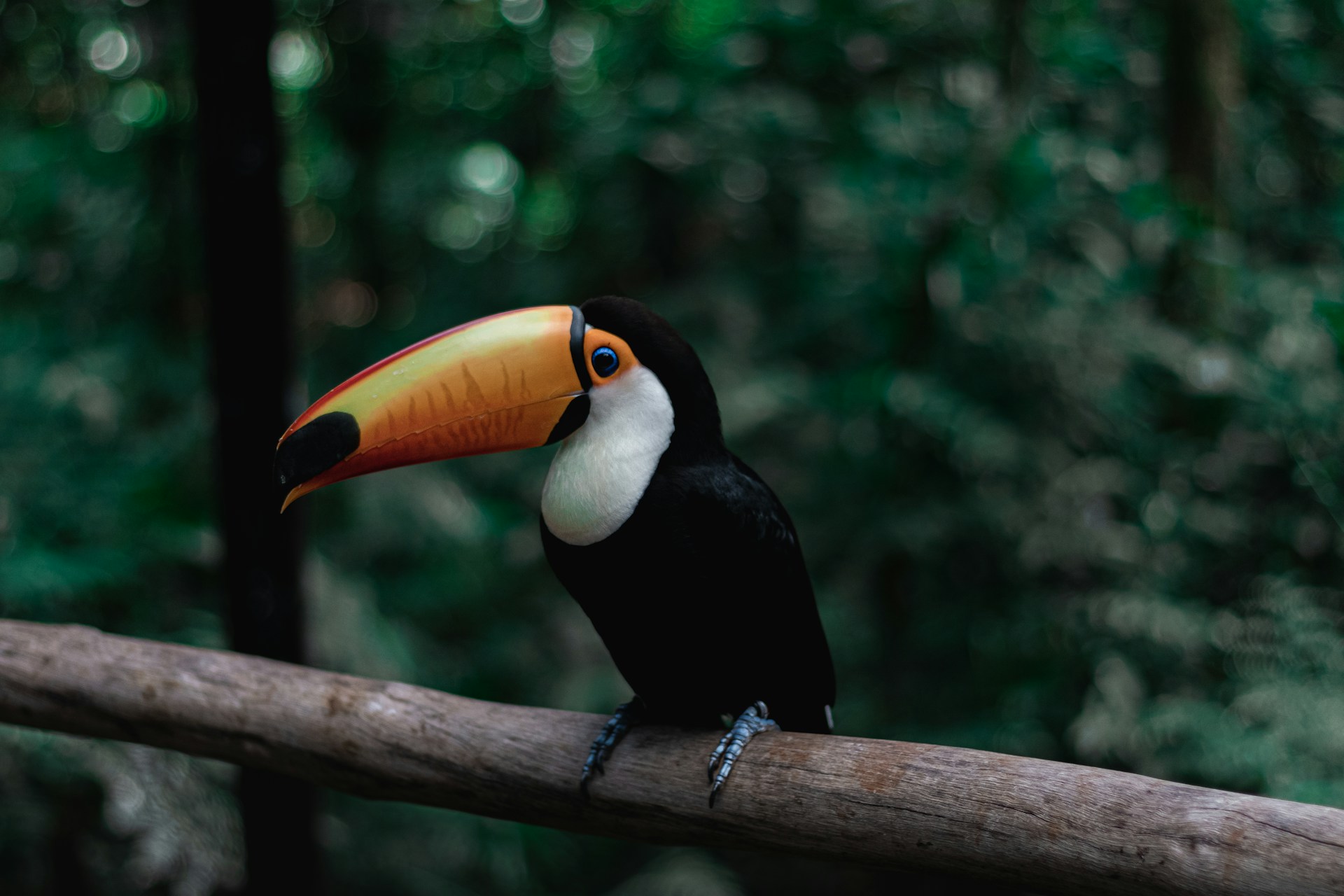 a toucan sitting on a branch in a forest