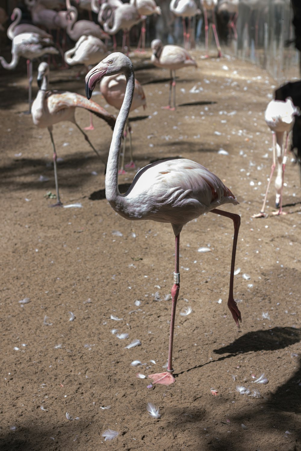 a flock of flamingos standing on top of a dirt field