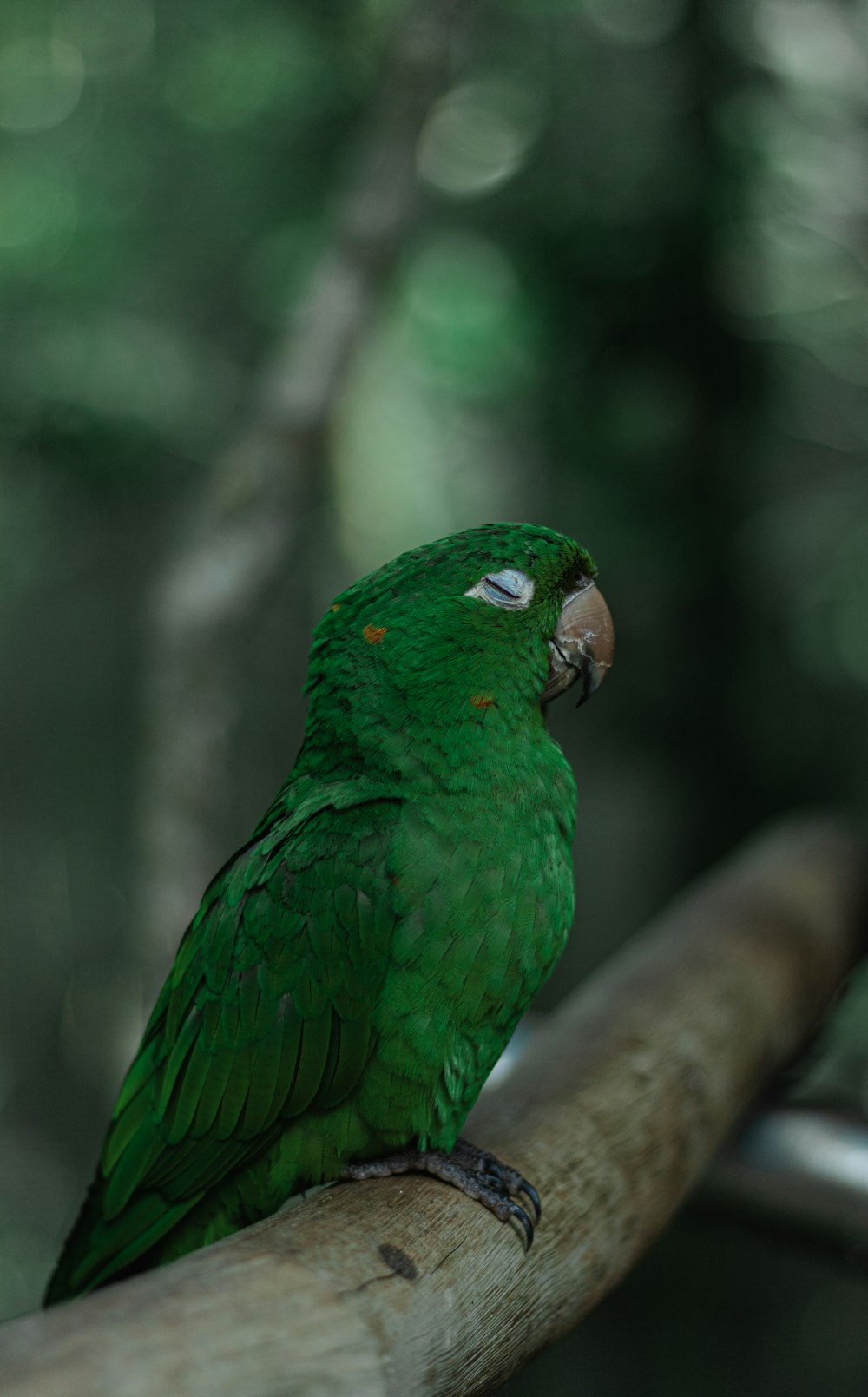 Ein grüner Papagei sitzt auf einem Ast in einem Wald