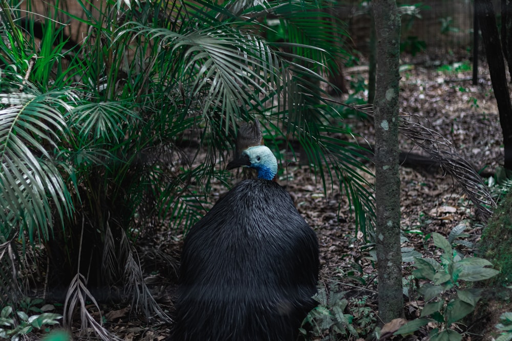 a black bird with a blue head sitting in the woods