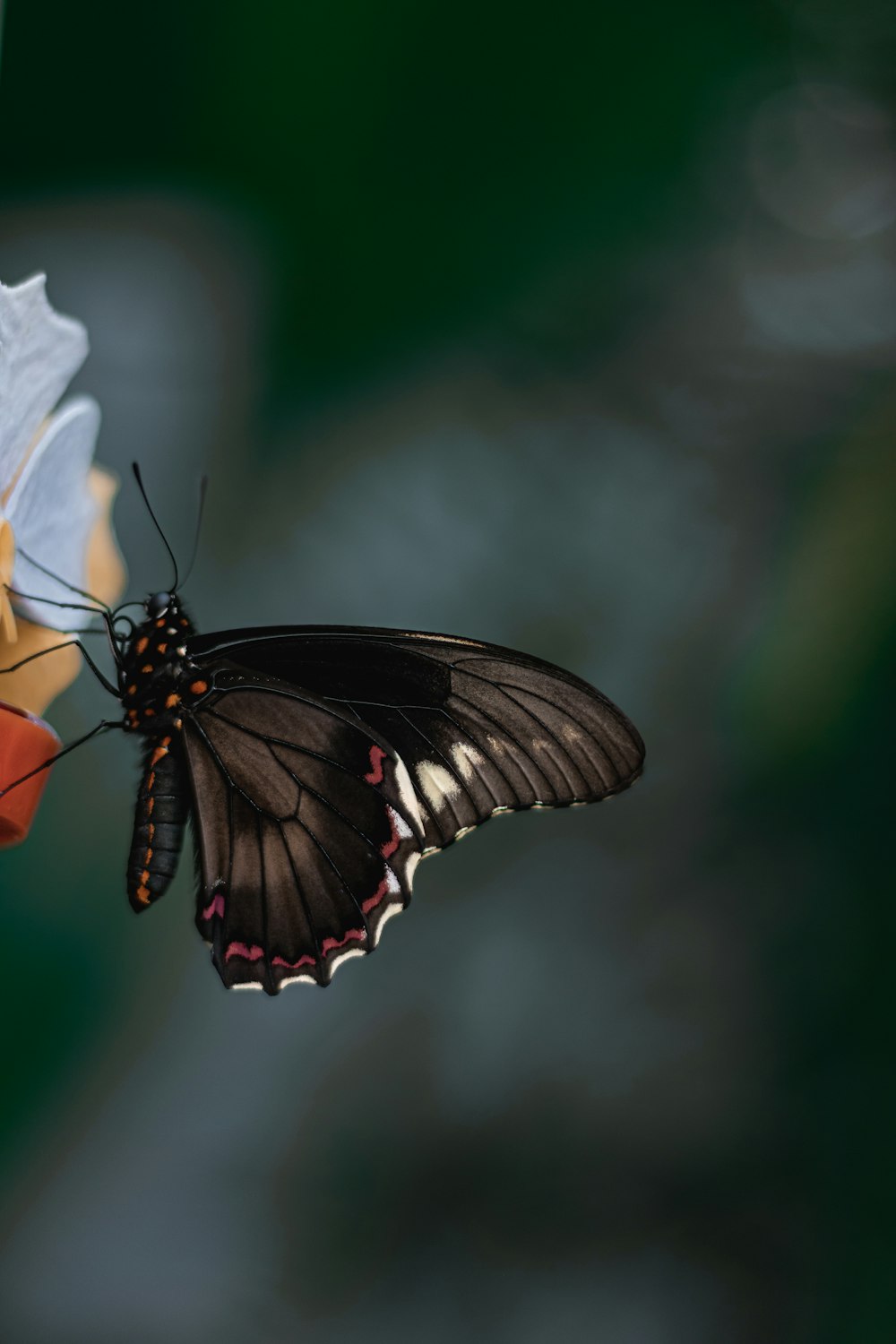 a black and white butterfly sitting on a flower