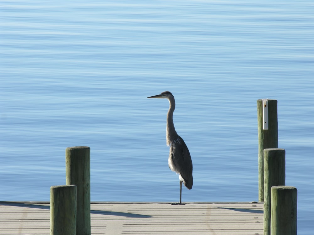 a bird is standing on a dock by the water